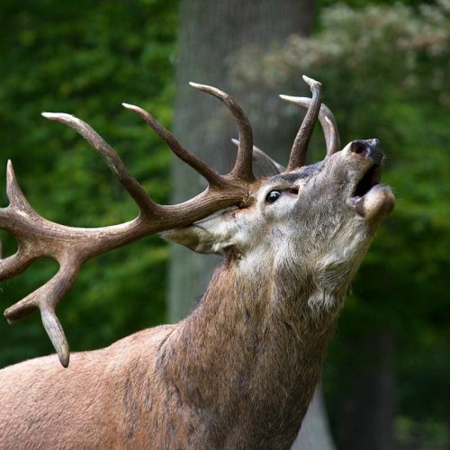 Red Stag Hunting in the Pyrenees of France, During the Rut