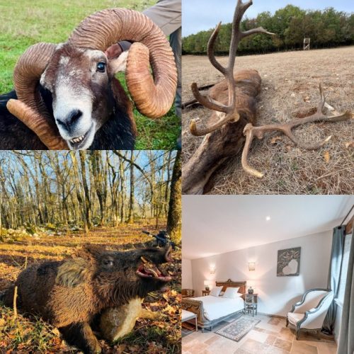 The French Big 3 – Mouflon - Wild Boar - Red Deer Stag