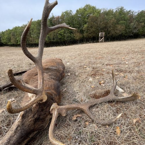 Red Deer Hunting for Trophy Stag
