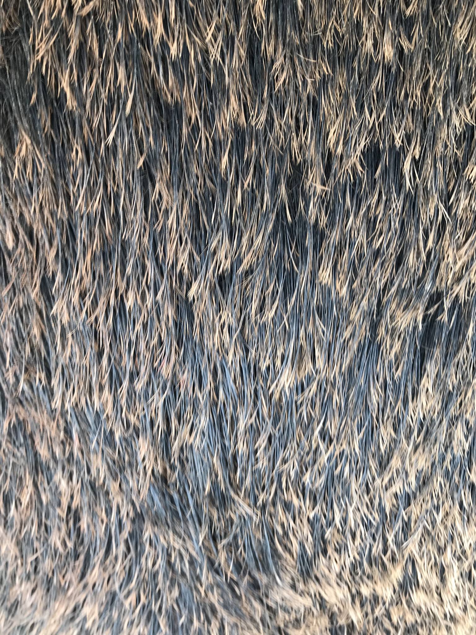 Wild Boar Trophy Hunt - Image 6