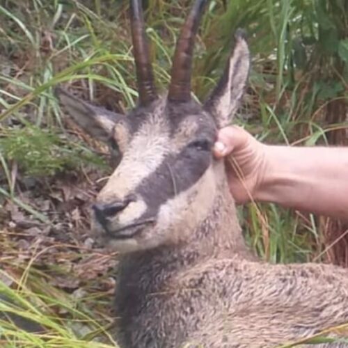 Chartreuse Mountain Chamois Hunt